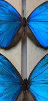 Vibrant blue butterflies framed in nature.