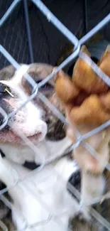 Brindle dog pressed against chain-link fence, showing its paw.