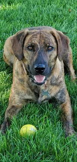 Brindle dog lying on green grass with a yellow tennis ball nearby.