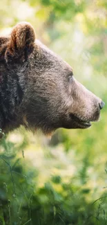 Brown bear in a lush green forest, side profile view.