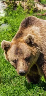 Brown bear in a lush green forest setting, showcasing nature's beauty.