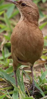 A brown bird standing on green grass in a natural setting.