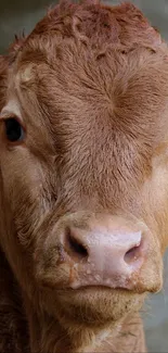 Close-up of a brown calf with ear tags in a rustic setting.