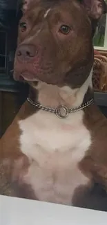 Brown dog with chain collar sitting by a window.