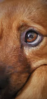 Brown Dog Eye Live Wallpaper