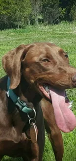 Brown dog with green collar in a sunny meadow.