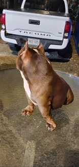 Brown dog on glass table in outdoor night setting.