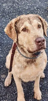 Brown dog sitting on a gravel path outdoors.