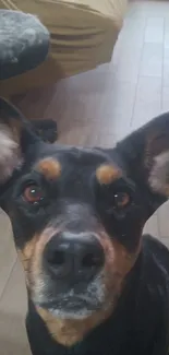 Adorable brown-eyed dog with upright ears looking curiously at the camera.