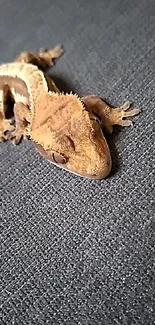 Brown gecko resting on dark textured fabric background.