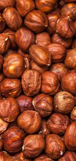 Close-up of brown hazelnuts forming a textured pattern.