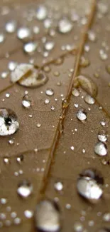 Close-up of a brown leaf with water droplets.