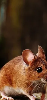 Close-up of a brown mouse in a forest setting mobile wallpaper.