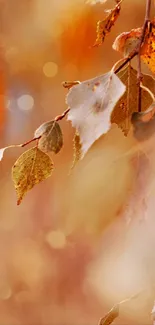 Brown Plant Amber Live Wallpaper