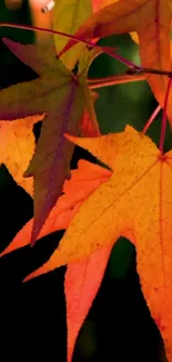 Brown Plant Leaf Live Wallpaper