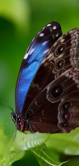 Blue and brown butterfly resting on a green leaf.