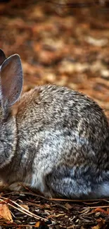 Brown rabbit in a natural habitat on forest floor.