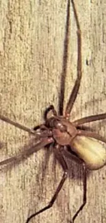 Close-up of a brown recluse spider on a textured surface.