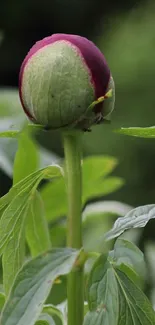 A flower bud with green leaves in natural setting.