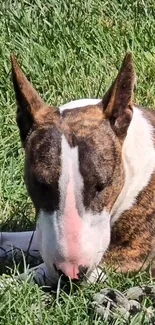 Bull terrier resting in lush green grass sunlight.