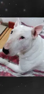 Bull terrier relaxing on a blanket.