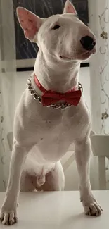 Bull terrier with red bow tie on a chair.