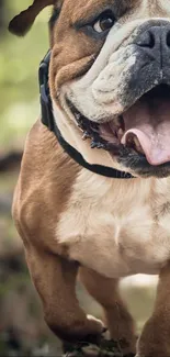 Bulldog running playfully in a forest scene.