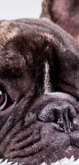 Cute bulldog lying on fluffy white blanket, close-up view.