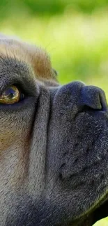 Close-up of a bulldog against a vivid green background.