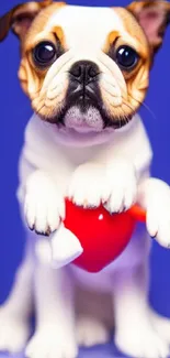 Cute bulldog holding red heart on blue background.