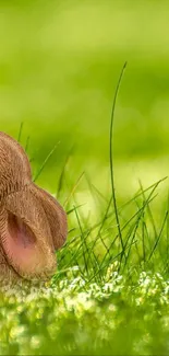 Bunnies hugging in a green field with Easter eggs.