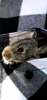 Adorable bunny peeking from a checkered pocket in fashion-friendly wallpaper design.