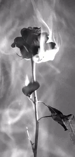 Monochrome image of a burning rose on dark background.