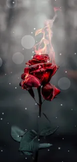 A mesmerizing burning rose with artistic flames and a dark bokeh background.