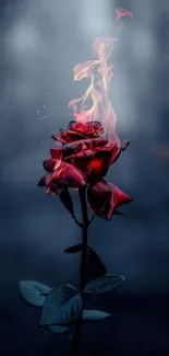 Mobile wallpaper of a burning rose in the dark.