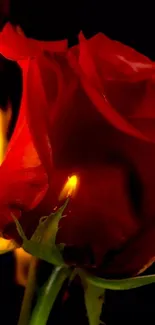 Vibrant mobile wallpaper featuring a burning red rose on a dark background.