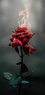 A dark red rose engulfed in flames on a blurred background.