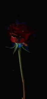 Red rose with blue flames on black background.