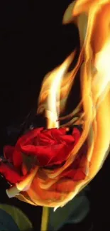 A red rose engulfed in vibrant flames against a dark background.