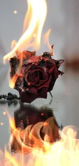 Burning rose with dramatic reflection on a smooth surface.