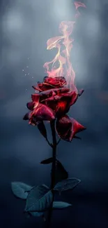 Mobile wallpaper featuring a burning rose in a mystical, dark setting.