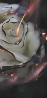 Burning white rose with glowing flames in dark background.