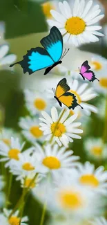 Colorful butterflies flying among white daisies in a serene field setting.