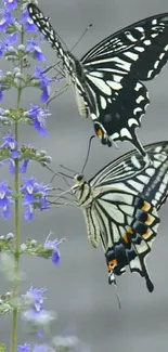 A pair of black and white butterflies perched on delicate purple flowers.