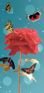 Red rose with butterflies on teal background mobile wallpaper.