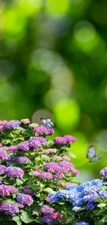 Colorful flowers and butterflies with a green blurred background.