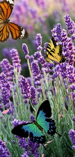 Colorful butterflies in a vibrant lavender field with blooming purple flowers.