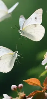 White butterflies among spring blossoms on a green background.