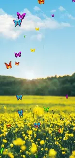 Colorful butterflies fly over a sunny field.