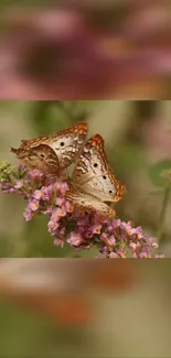 Butterflies resting on pink blossoms in a serene nature scene.